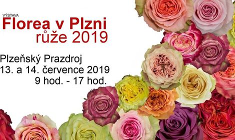 2019-07-růže