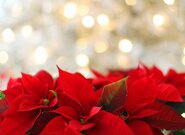 Pro sbírku Vánoční hvězda je letos připraveno 45 tisíc květů