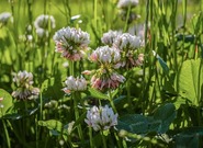 Folklorní okénko: Jatelinka drobná