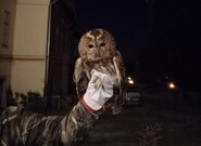 Záchrana sov, nejtajemnějších ptáků na světě